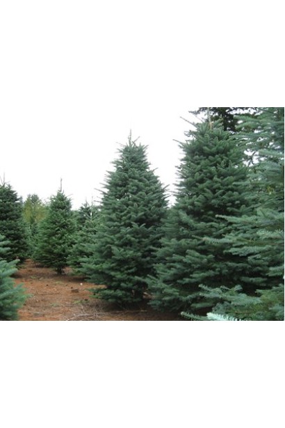 Abies procera / Nobilis